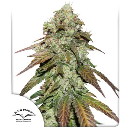 Dutch Passion CBD Mazar